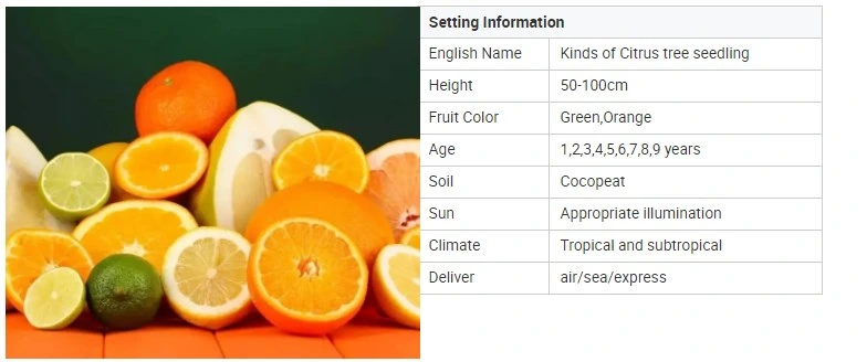 Wholesale High Quality Grafted Mandarin Orange Citrus Limon/Lemon Tree Seedling of Myrica Rubra Fruit Tree Seedling