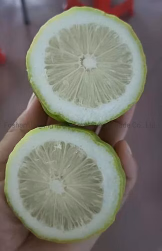 Plántulas de limón Citrus × Limon ′rosso′
