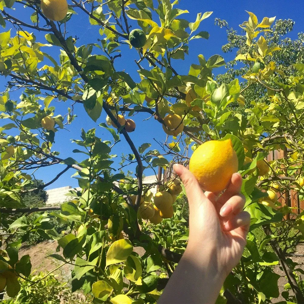 Touchheakthy Supply Semillas de limón amarillo/Semillas de lima/Semillas de limón cítrico